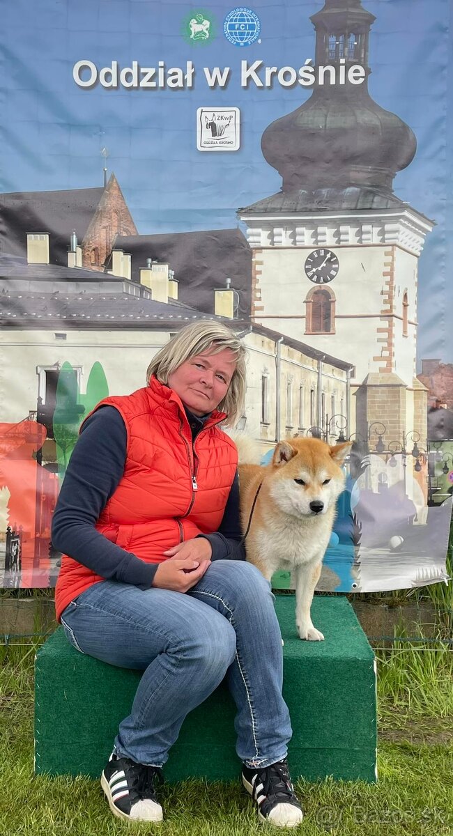 Shiba inu s PP /FCI / - 17