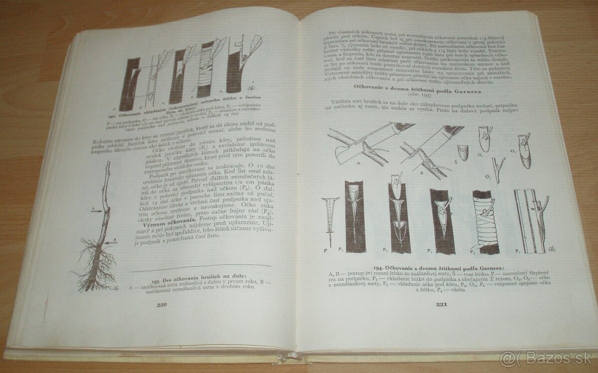 Štepenie, očkovanie a preštepovanie drevín - 17