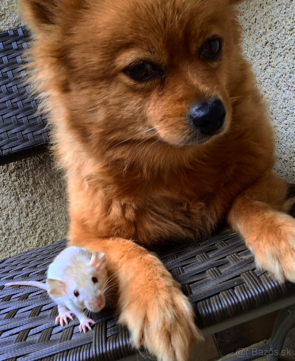 Predám potkaniky - 17