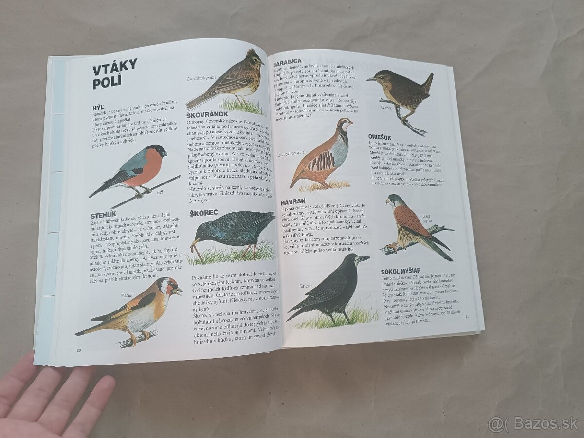 Renée Kayser: Priateľ lesa - 17