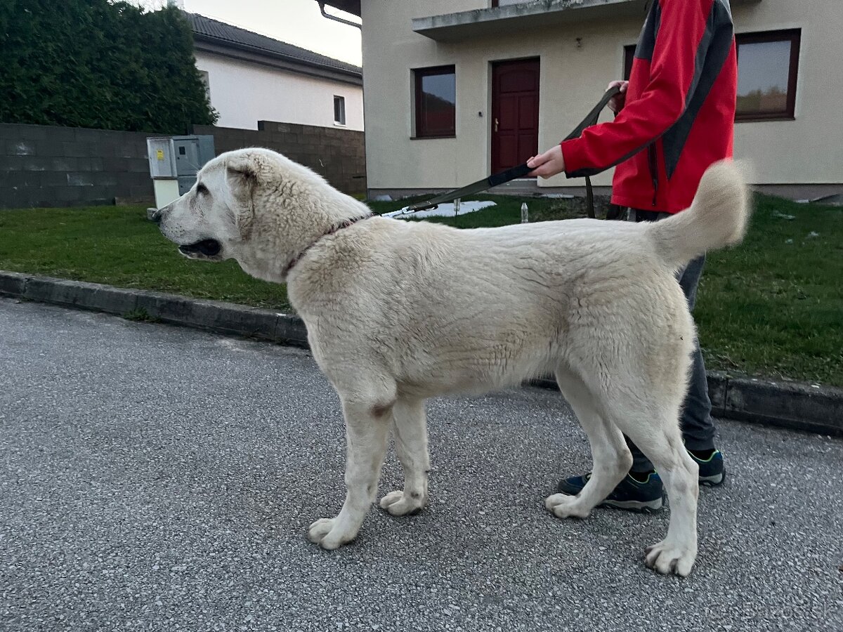 Stredoázijský ovčiak SAO - 17