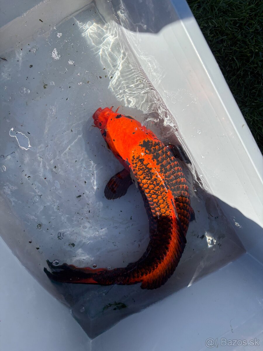 Japonské Koi kapre - 17