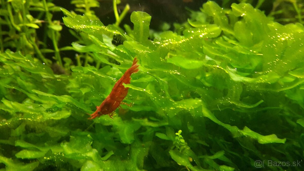 Krevetky, akvarijné rastlinky - 17