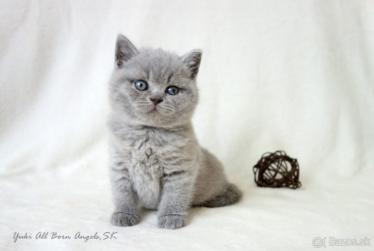 Britské mačiatka s PP ♥ - 17