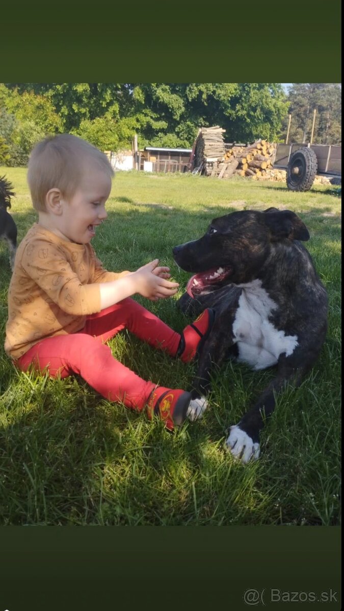 Americký stafordsirsky terier, Stafford, amstaf - 17