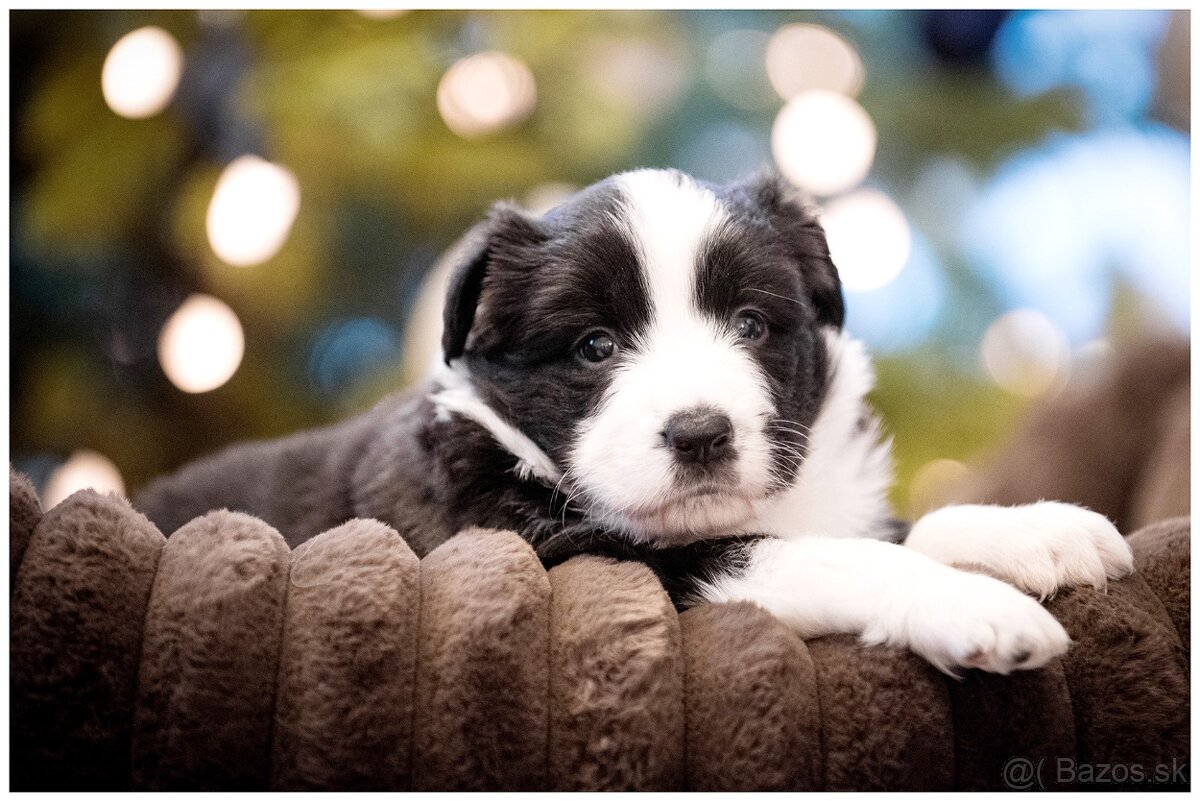 Border Collie Border Kolia s PP FCI - 17