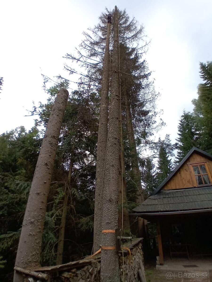 Výrub rizikových stromov - 17