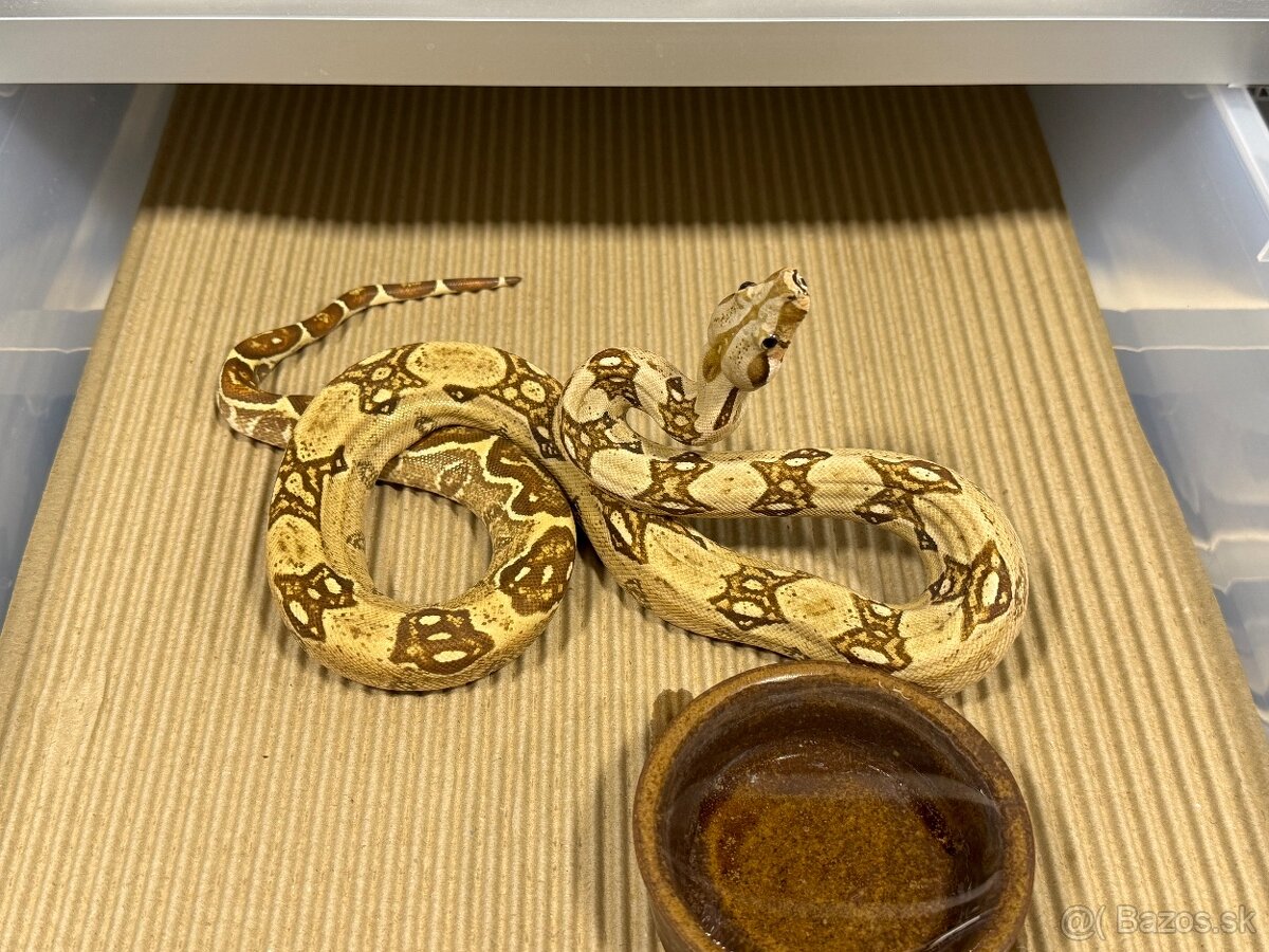 Boa Constrictor - Velhad kralovsky - 17