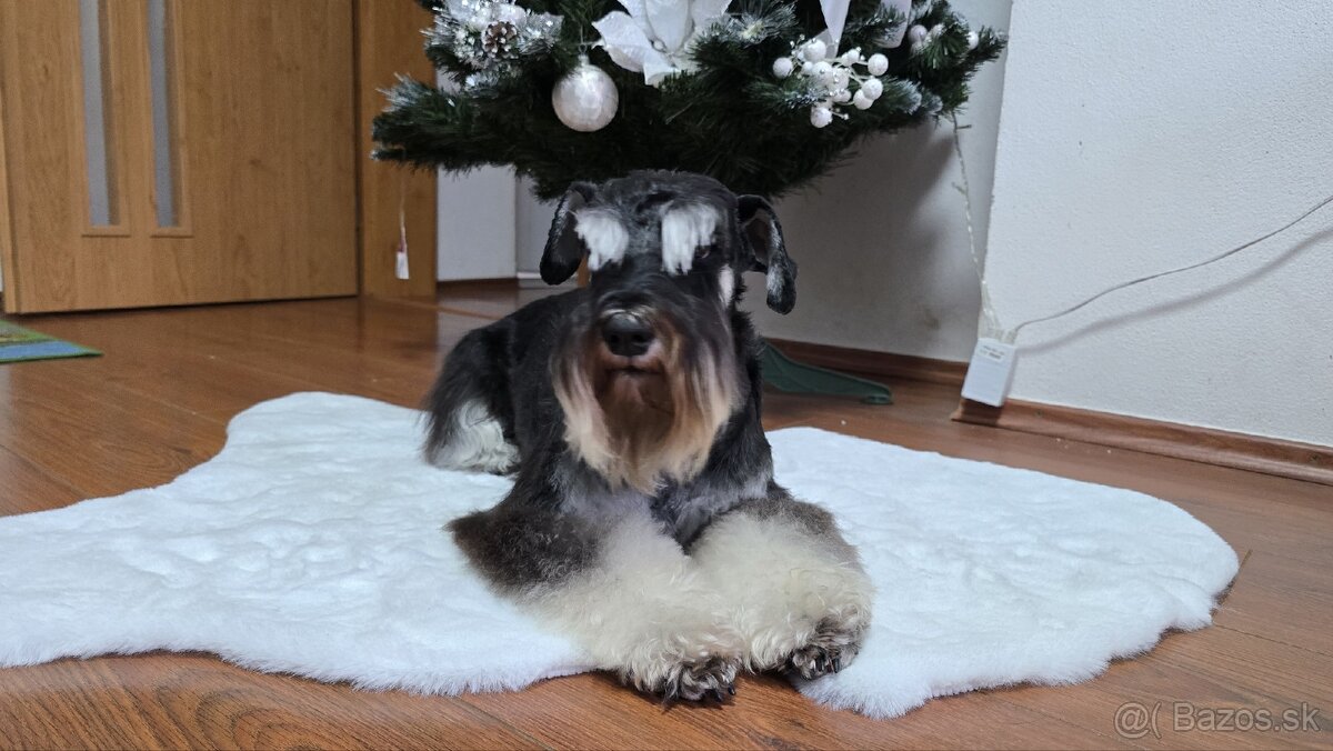 Malý čiernostrieborný bradáč - 17