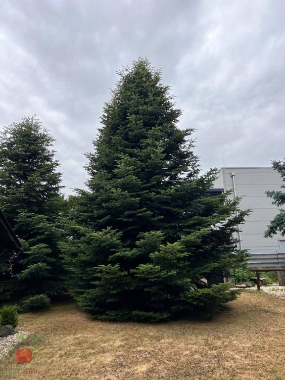 Výnimočná 9-izbová nehnuteľnosť s veľkým pozemkom – ideálna - 17