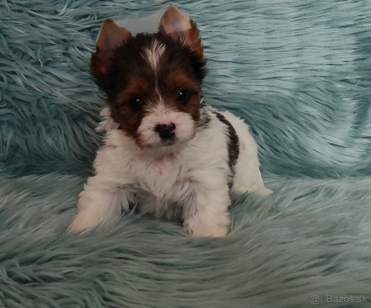 Yorkshire teriér, Biewer, Biro, Yorkshire teriér s PP - 17