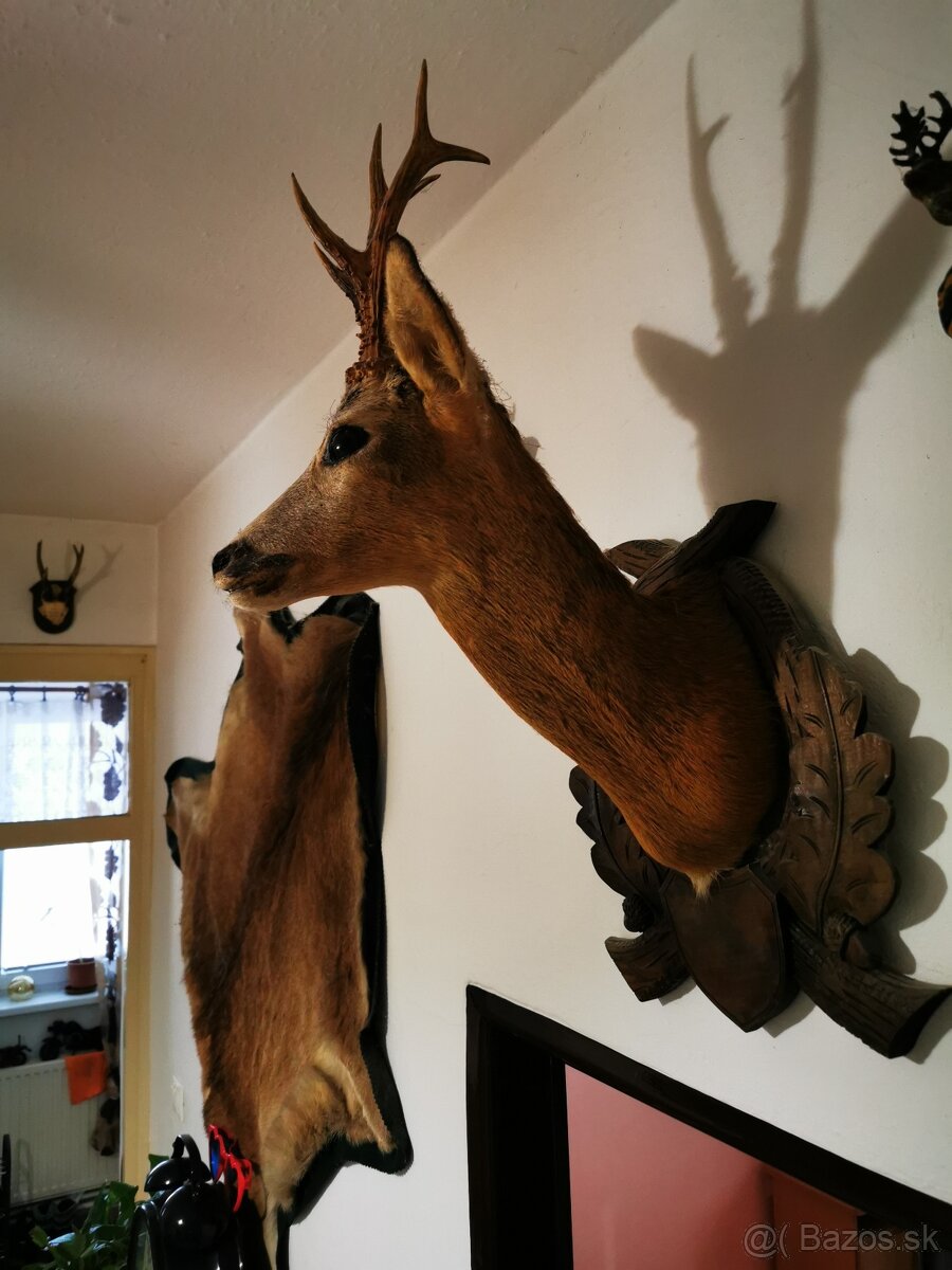Srnec a iné trofeje - 17