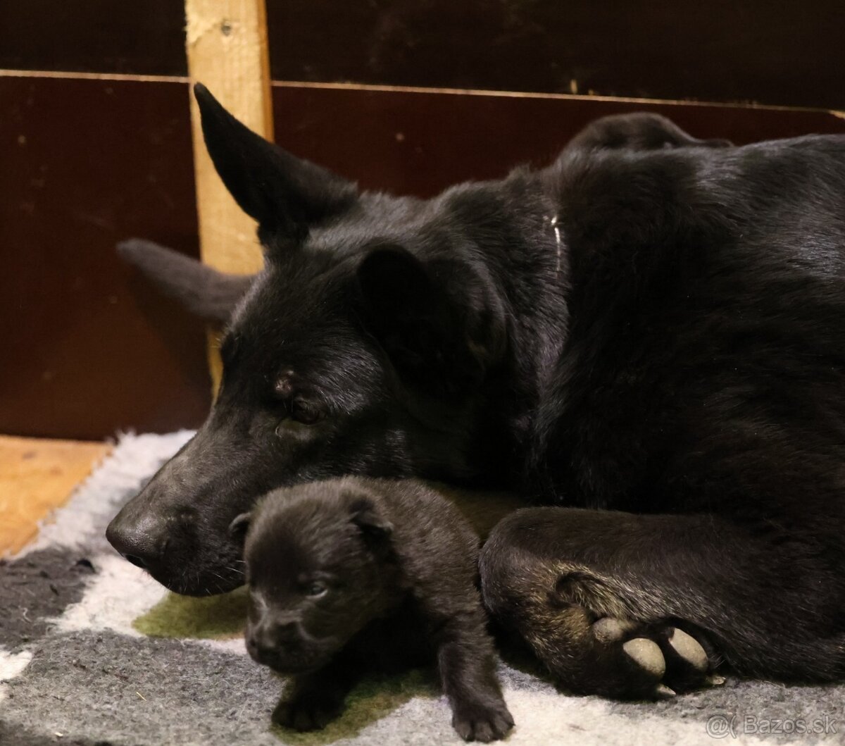 Nemecký ovčiak s PP - 17