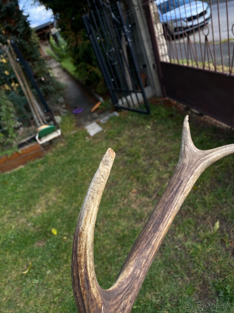 Jelenie zhody / parohy 62cm - 17