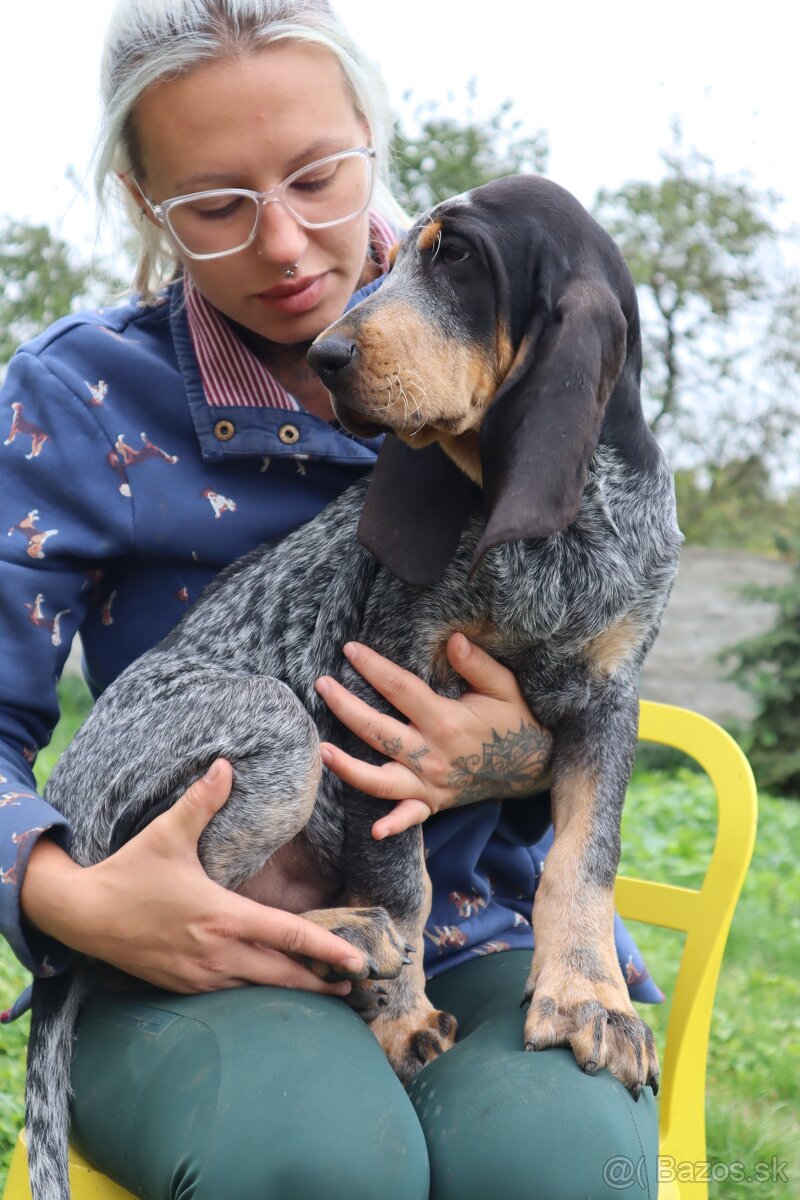 Velký gaskonský pes Grand Bleu de Gascogne s PP FCI - 17