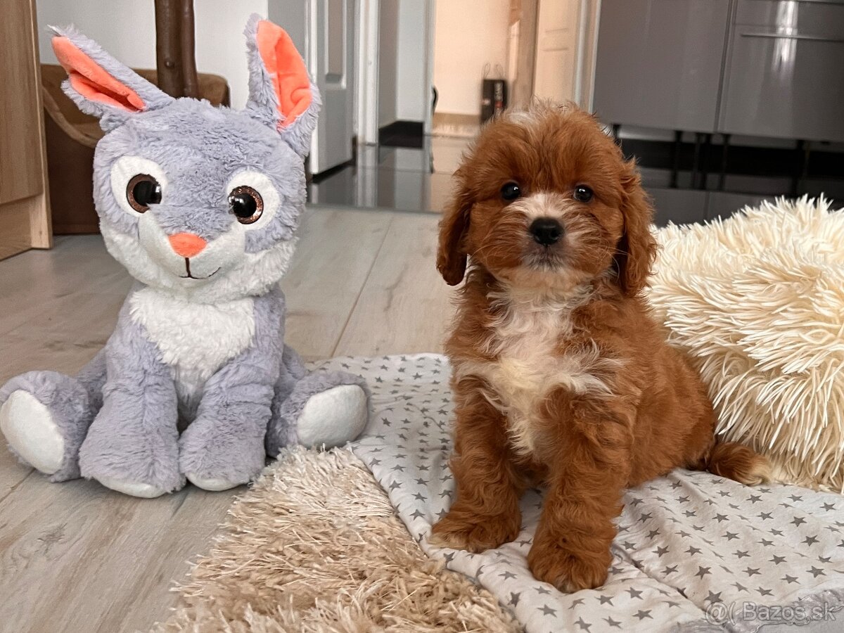 Roztomilé šteniatka Cavapoo - 17
