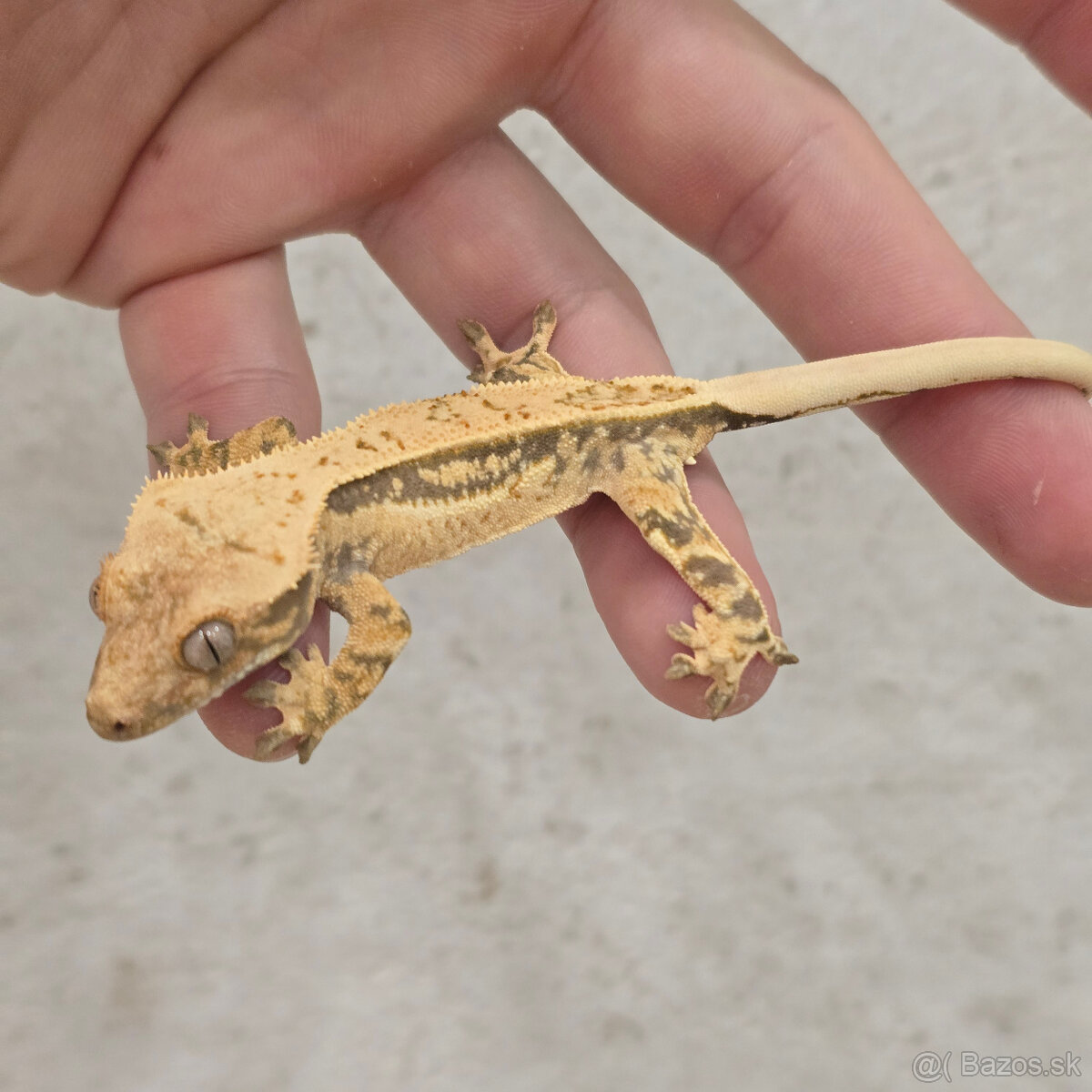 Pagekon riasnaty - C. ciliatus z vlastneho odchovu od 30€ - 17