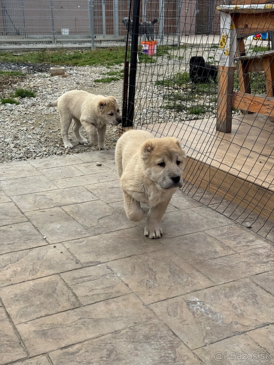 Stredoázijský ovčiak SAO - 17