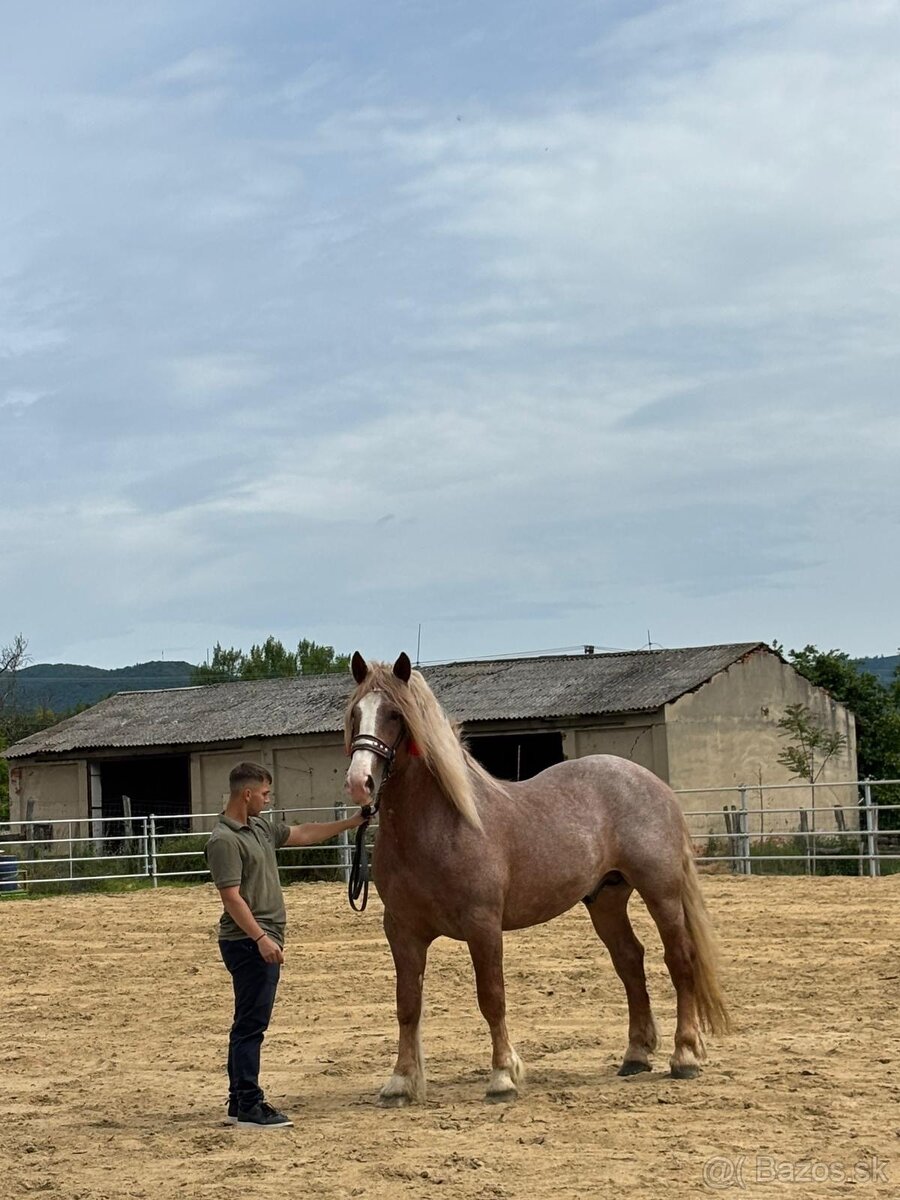 Pripúšťanie plemennými žrebcami - 17