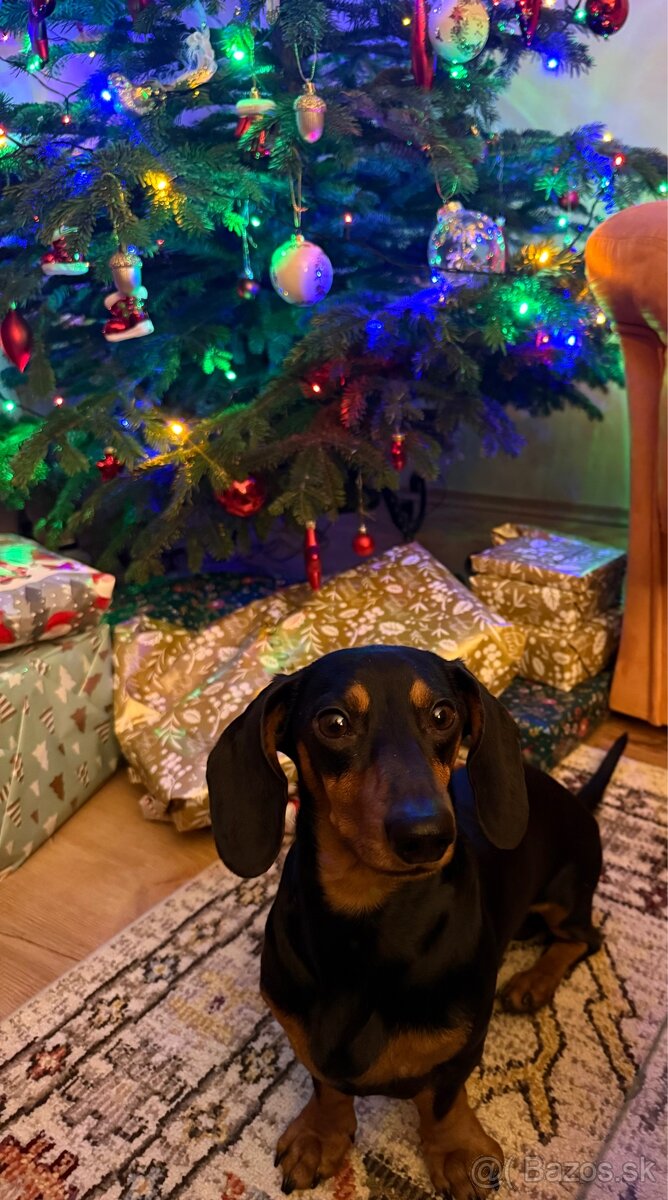 Trpazlici jazvecik na krytie - 17