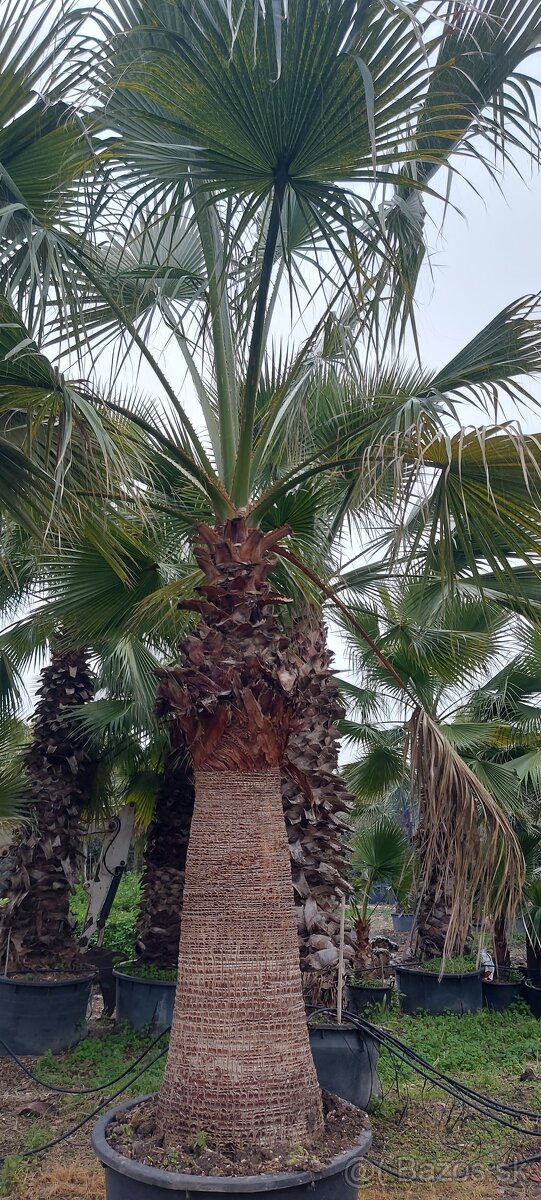 Palmy, cykasy,olivovníky - 17