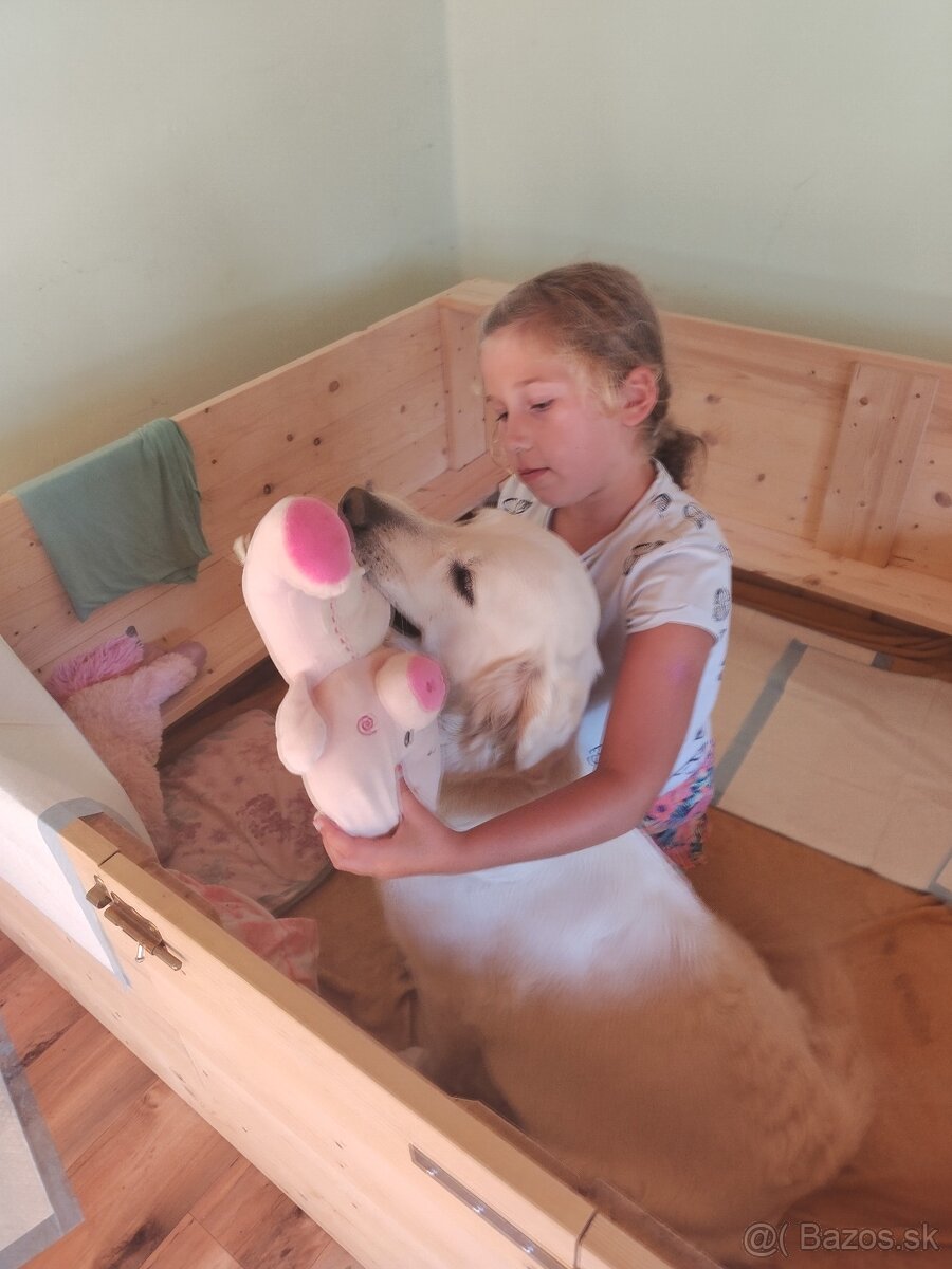 GOLDEN RETRIEVER - k rezervaci - 17