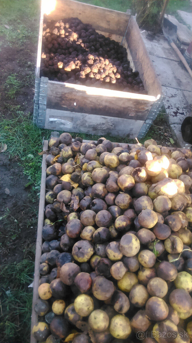 Orech čierny - sadenice. Orech čierny - Kotora - 17