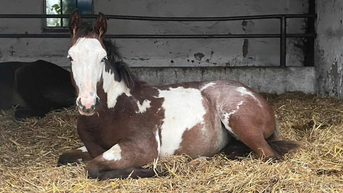 Pripúšťanie Paint Horse - 17