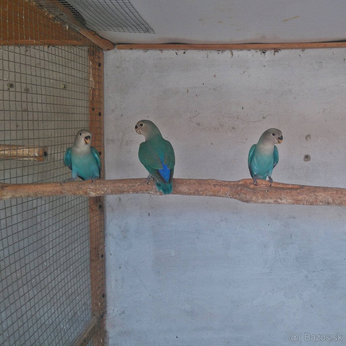 Agapornis Ruzovohrdly - mladé 2025 - 17