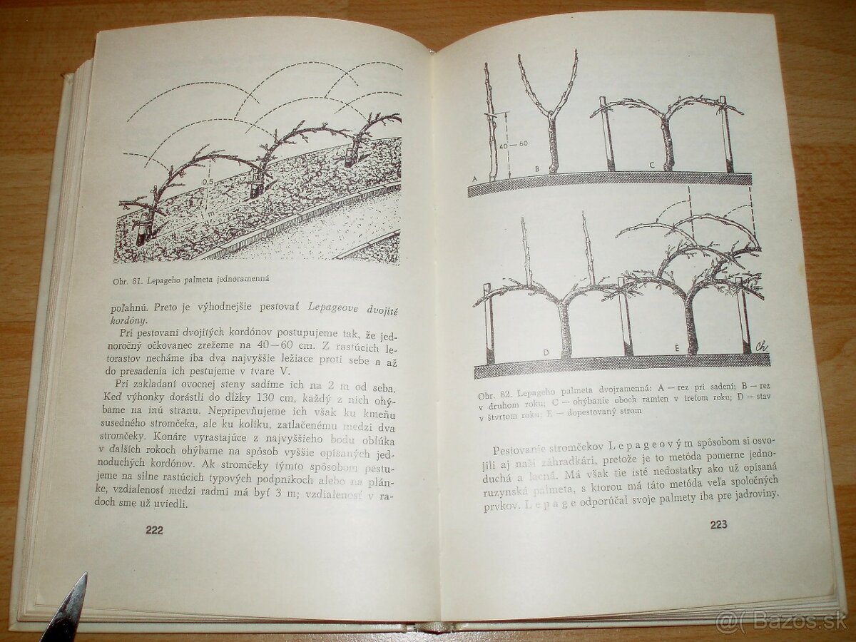 Rez a tvarovanie ovocných drevín - 17