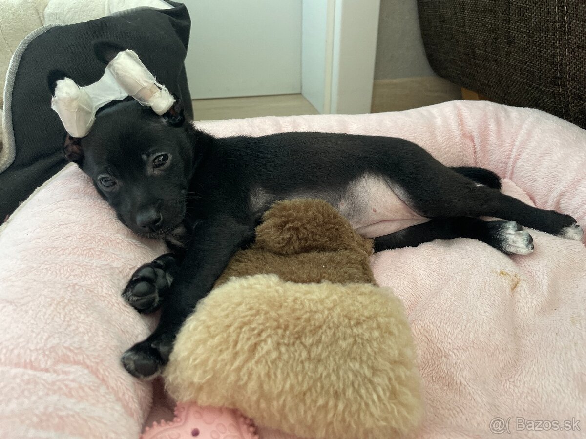 Peruánsky naháč malý - 17