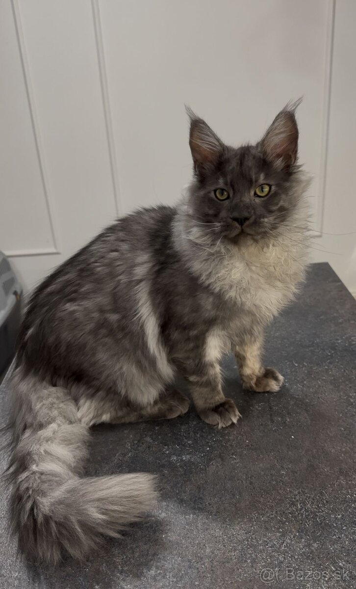 Maine coon, mainská mývalia s PP - kocúrik - 17