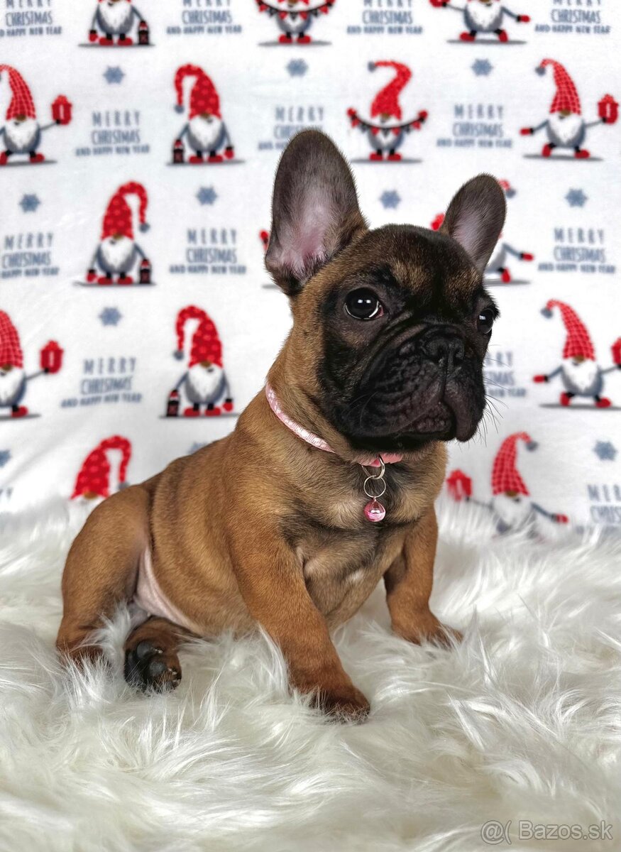 Francúzsky buldoček s PP - sučka BAMBI 🌸 - 17