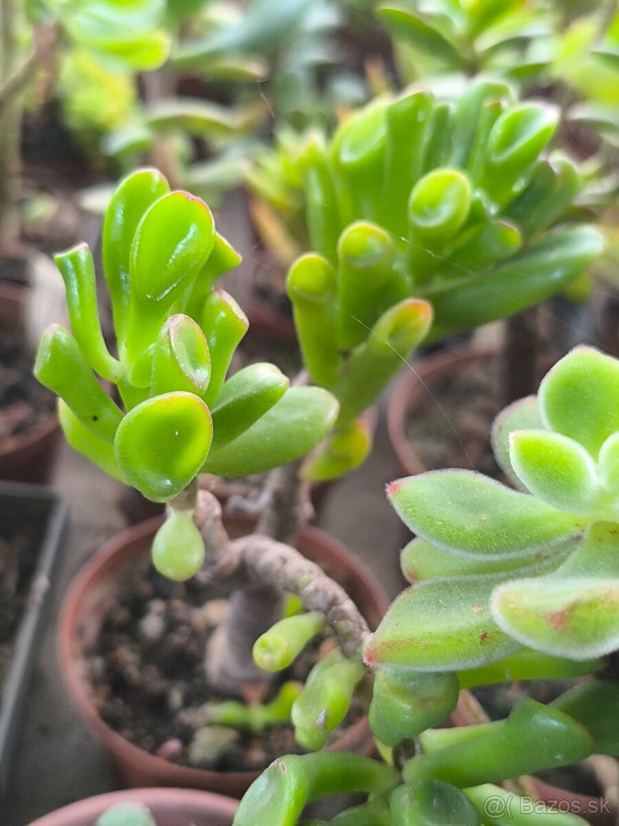 Kaktusy a sukulenty - 17