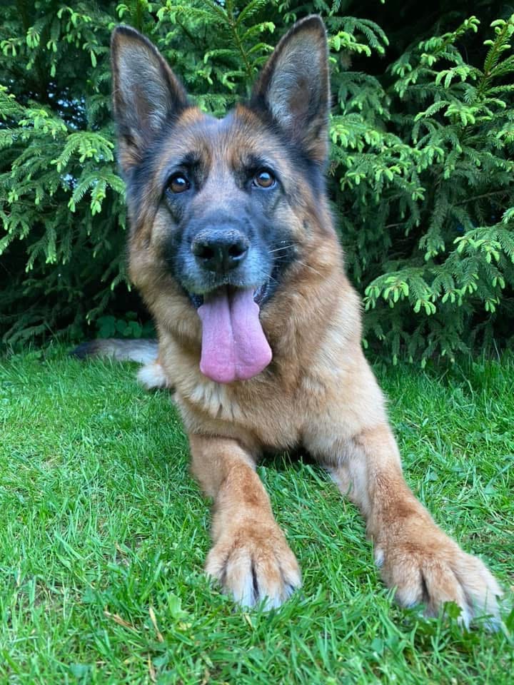 Šteniatka nemeckého ovčiaka s PP - 17