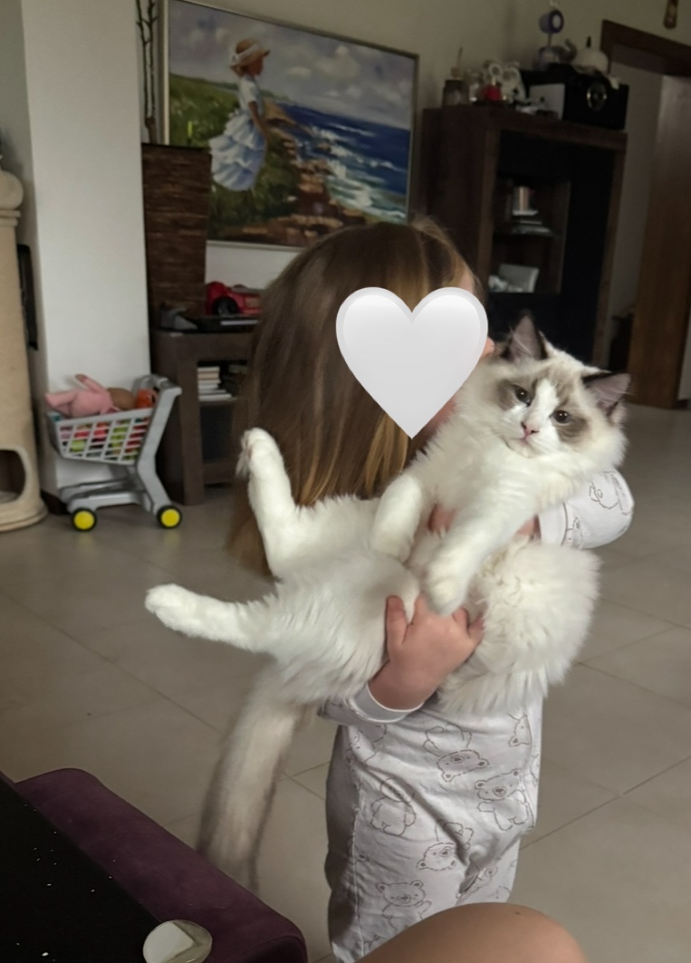 Mačiatka Ragdoll s PP - 17