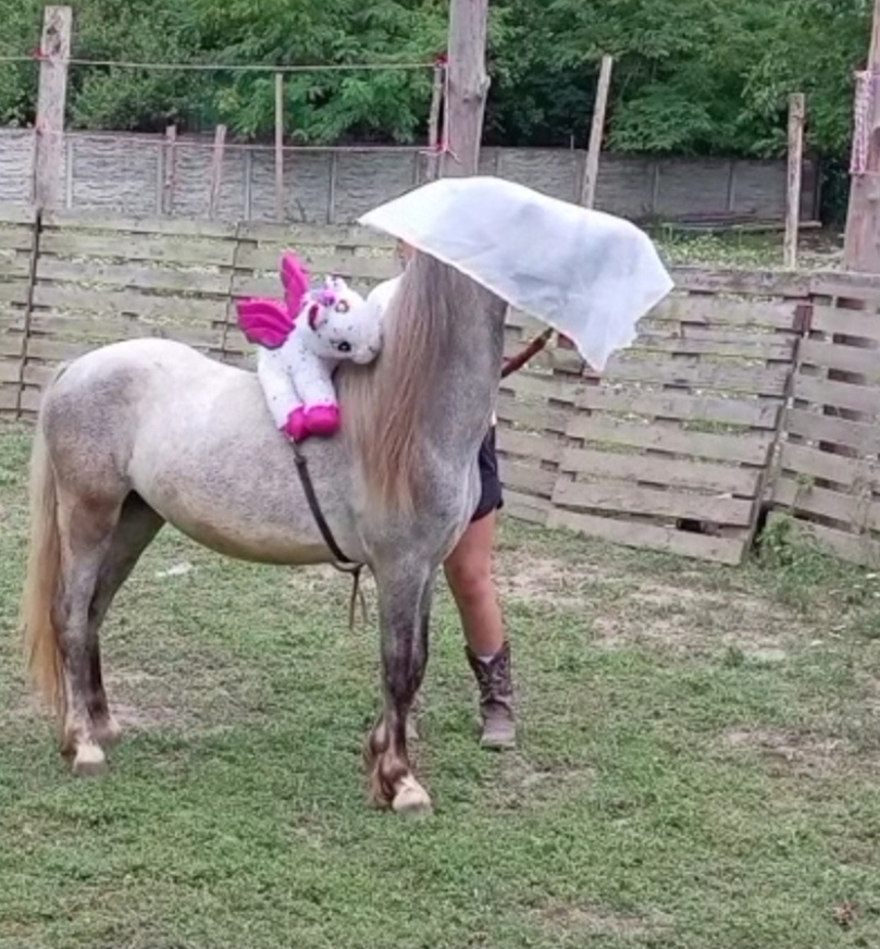 Welsh Mountain Pony - 17