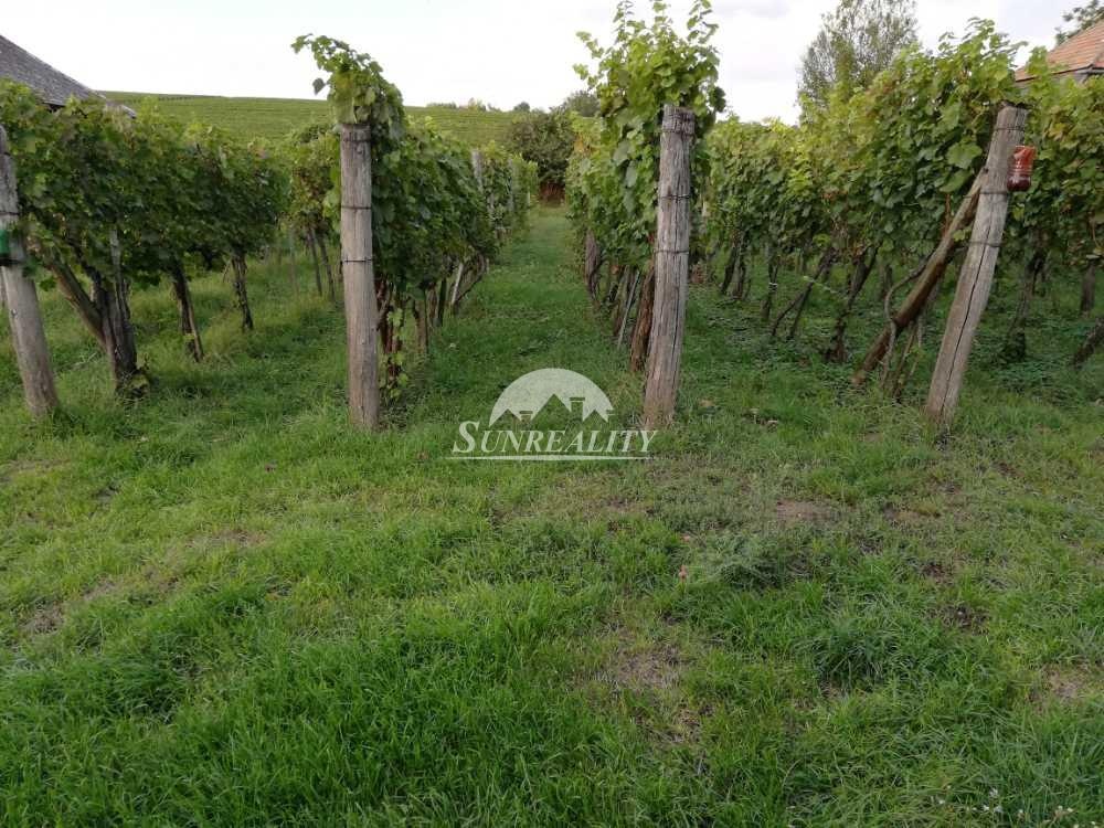 ZNÍŽENÁ CENA LEN U NÁS Predám - Viničný dom s vinohrad - 17