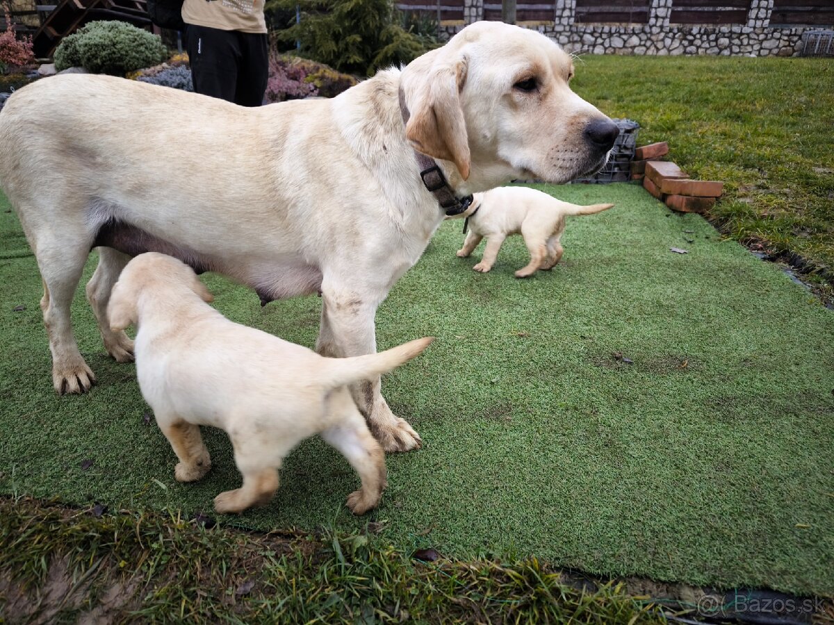 Labradorsky retriver - 17