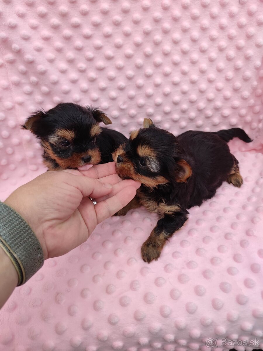 Yorkshire terrier - 17