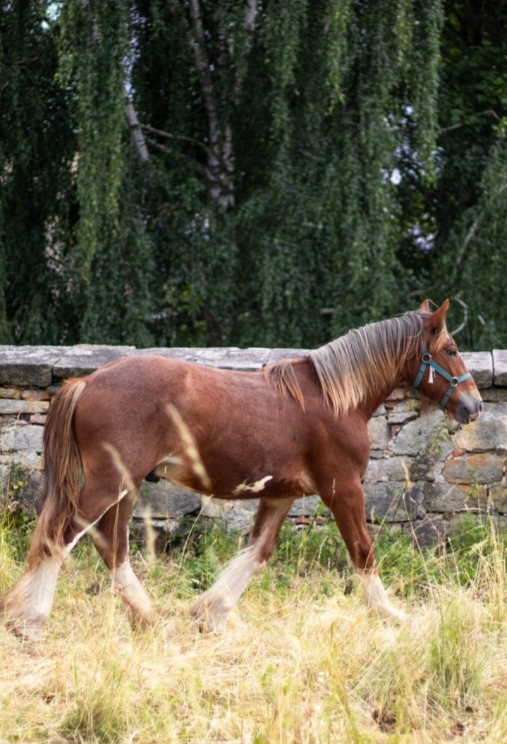 Drum horse hřebec - 17