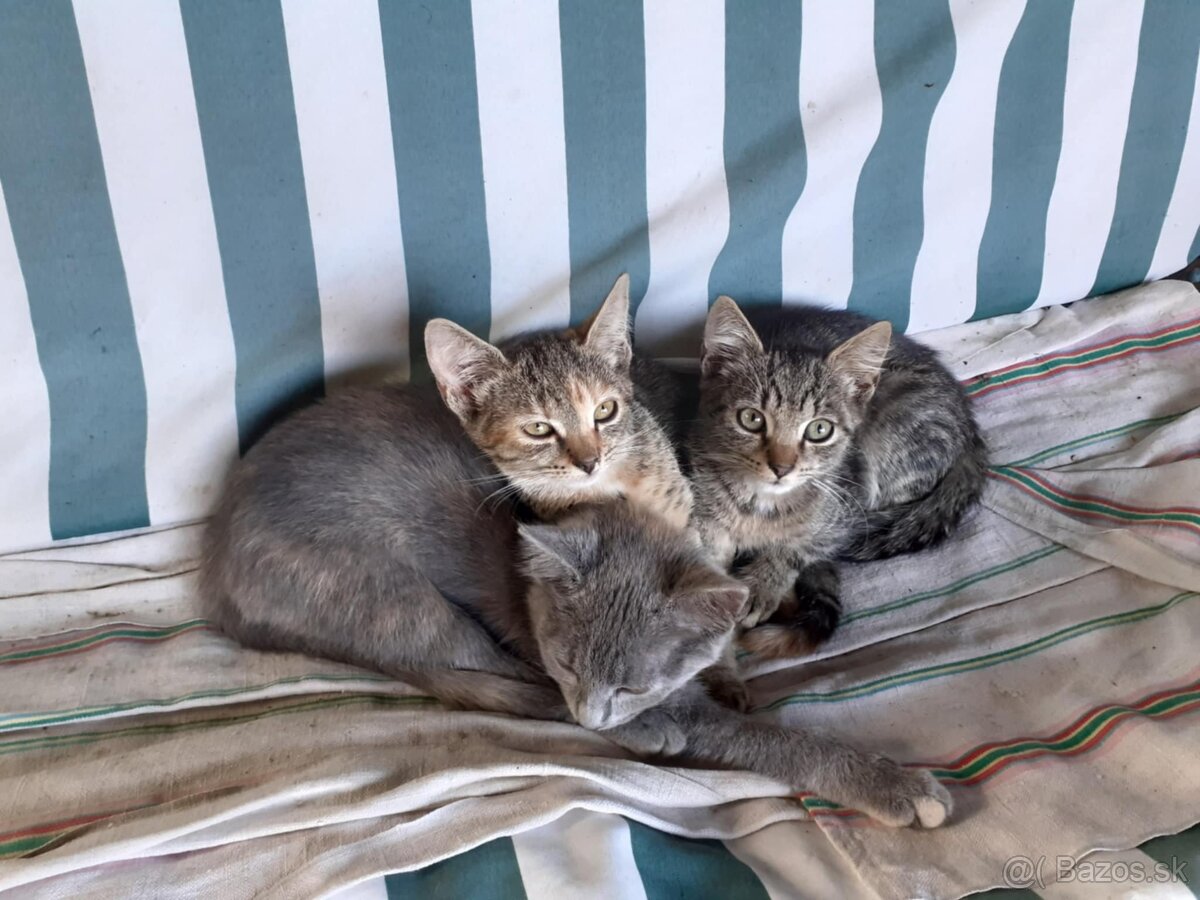 Darujem mačičky - 17