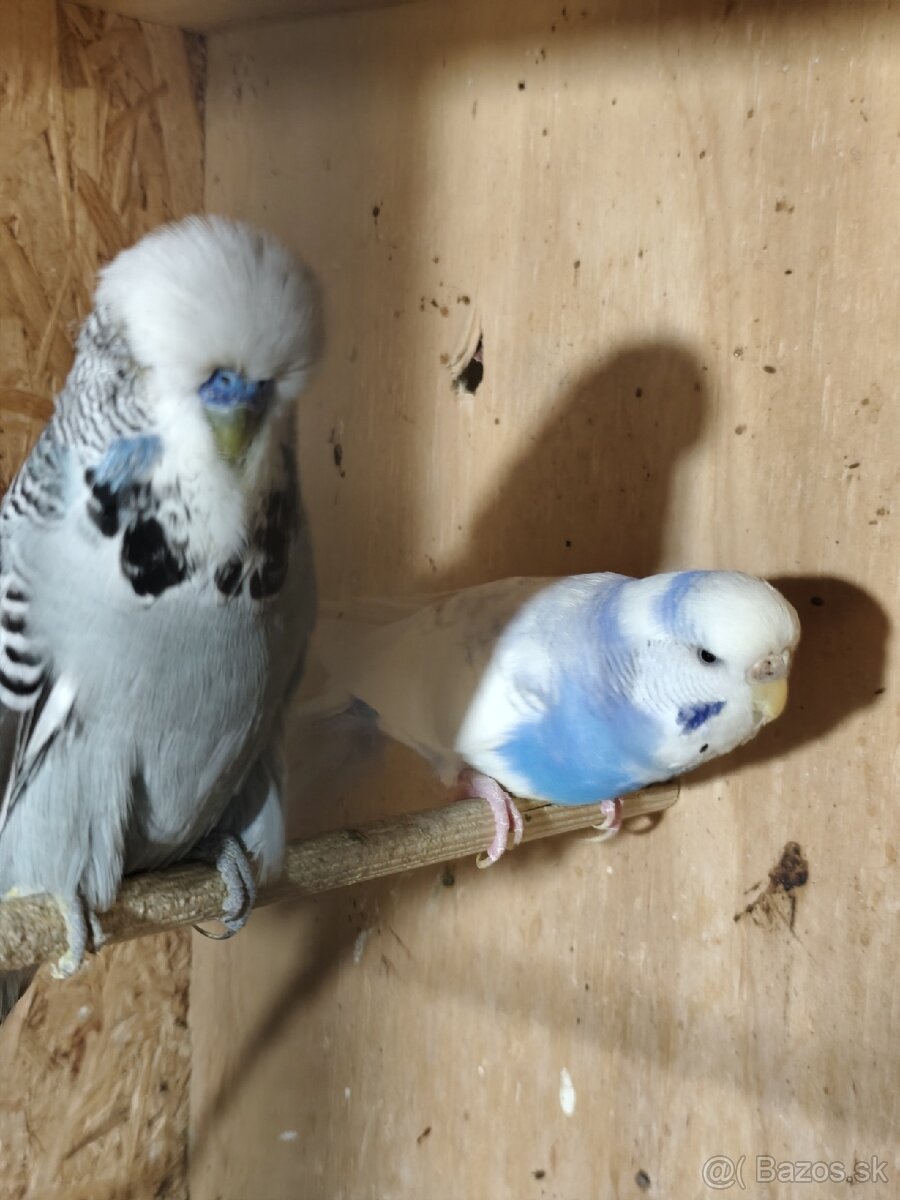 Výstavné andulky celý chov - 17