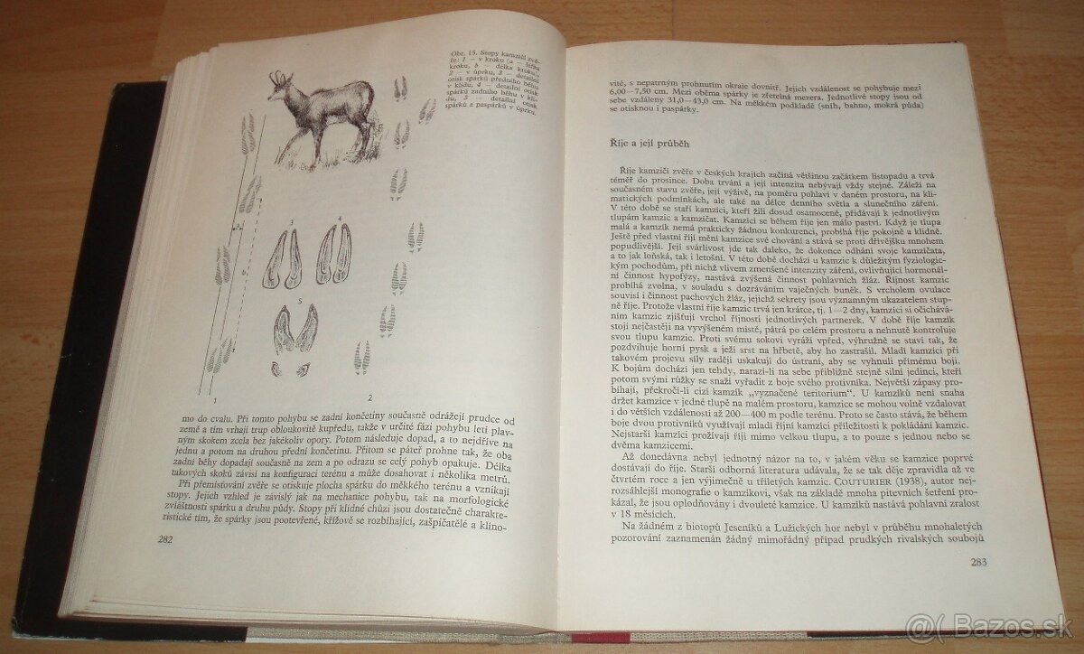 Dutorohá zvěř - 17