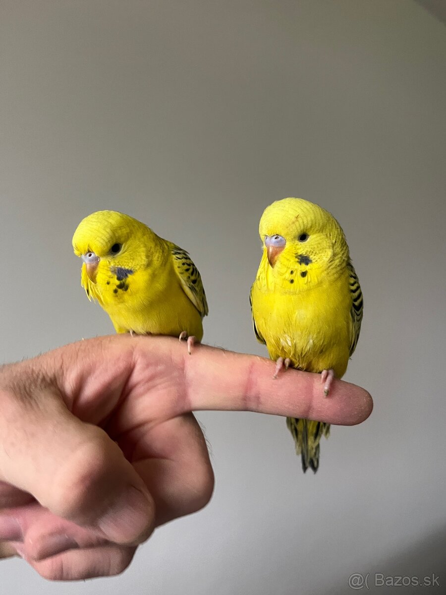 Andulka Maznačik - 17