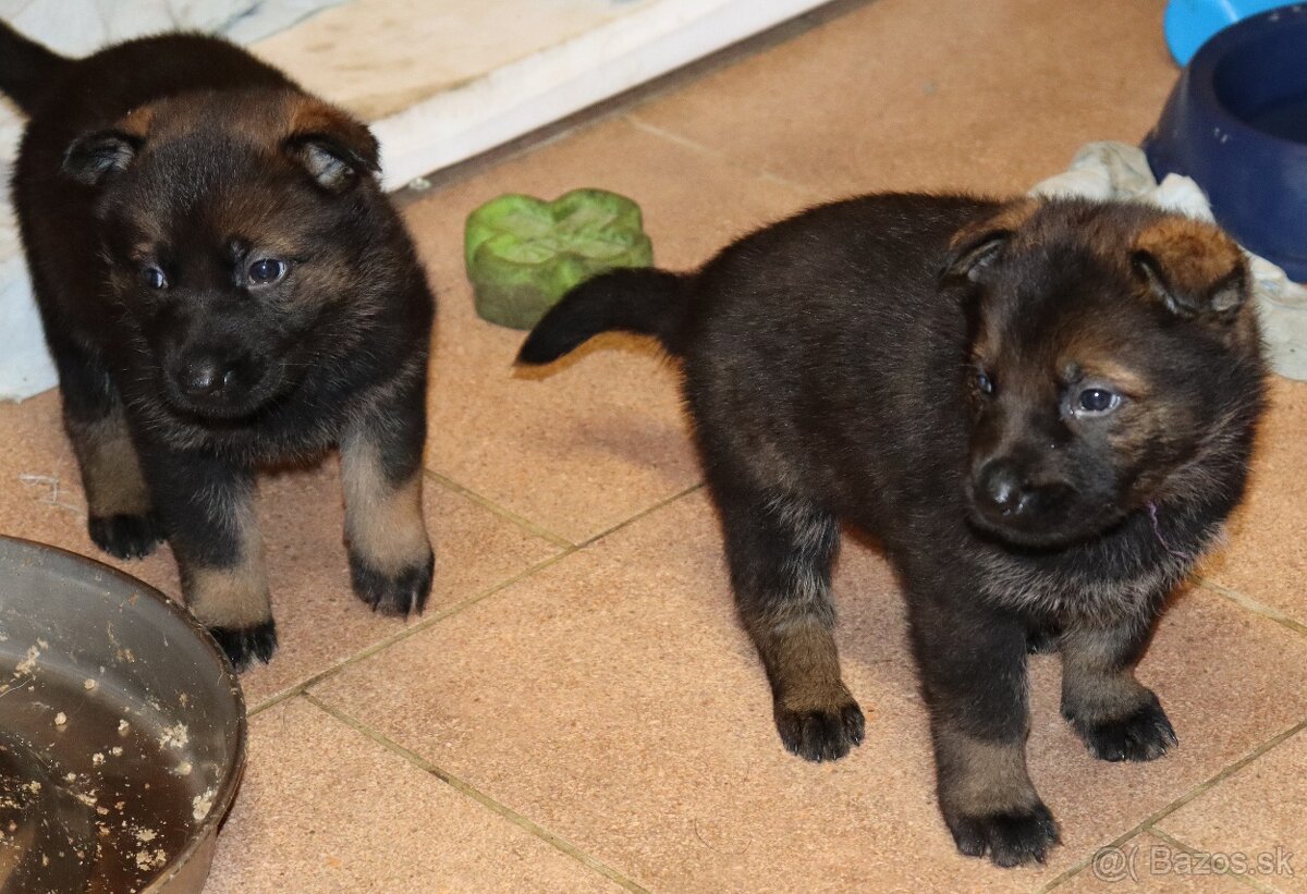 Německý ovčák s PP - 17