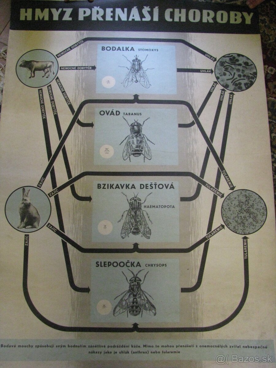staré školské tabule/plagáty raslín-stromov-zvierat - 17