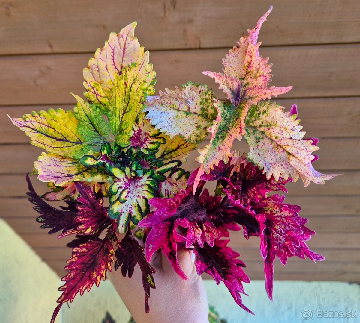 Koleus - africká žihľava (Coleus), semena, řízky - 17