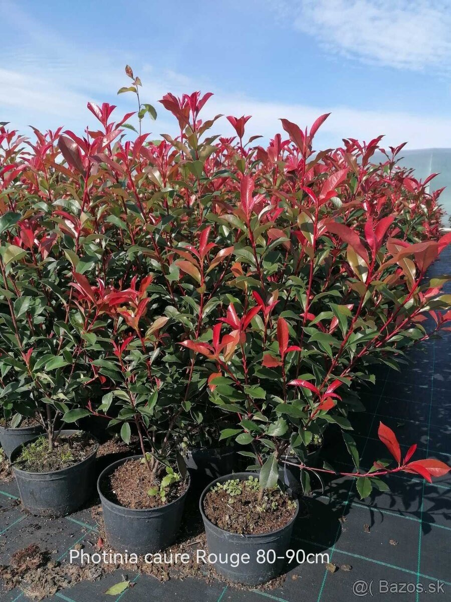 Tuja Smaragd, vavrínovec, červienka, gaštan - Prievidza - 17