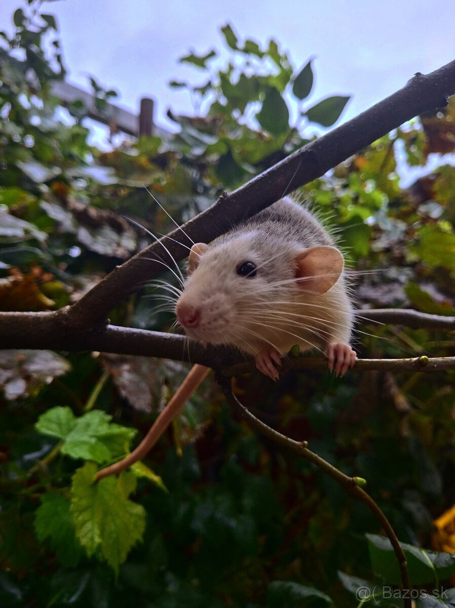 Predám potkanika Dumbo - 17